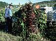 120 Grape country.jpg 120 Grape country.jpg