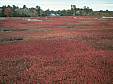 136 Blueberry field.jpg 136 Blueberry field.jpg
