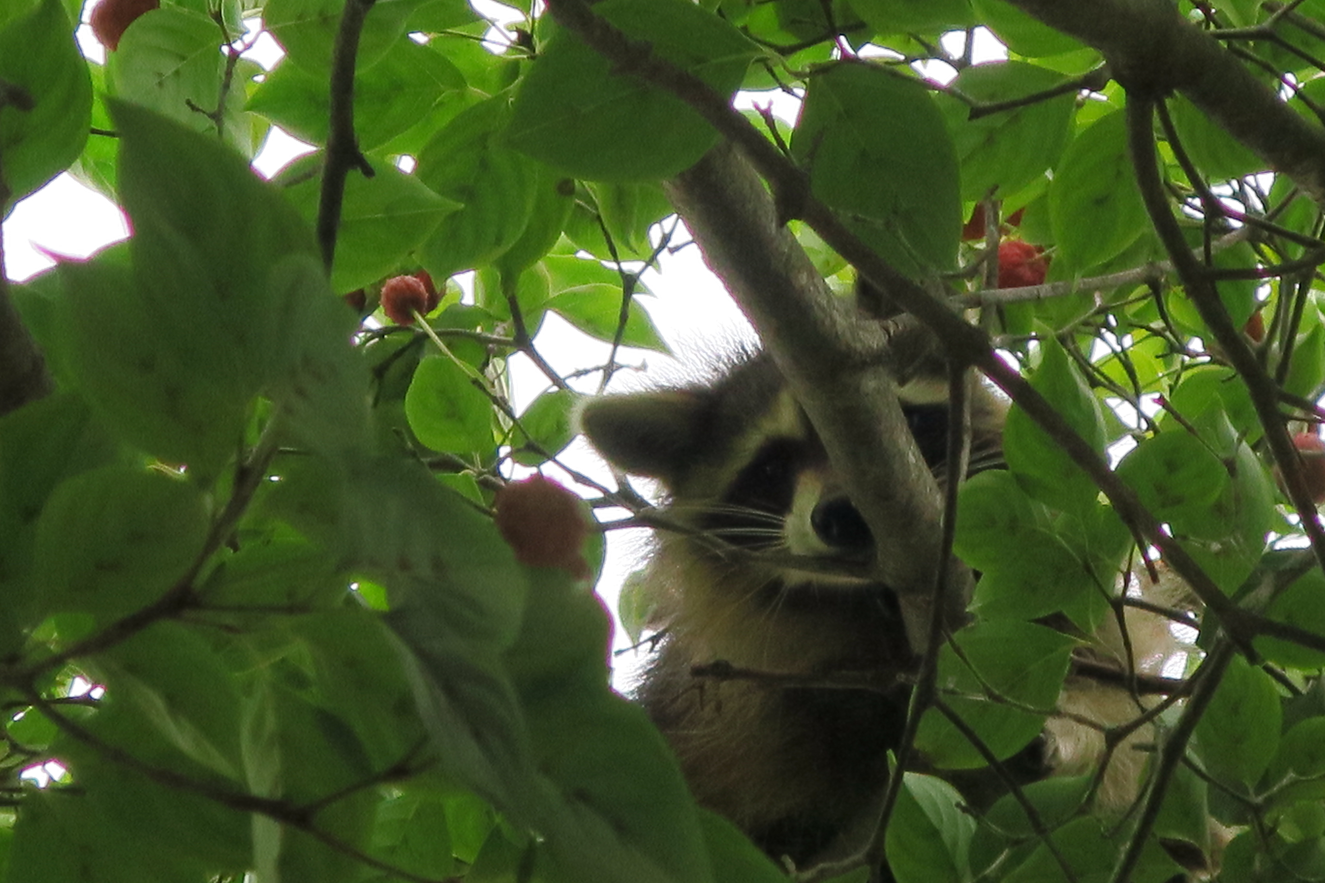 IMG_3135 racoon.JPG