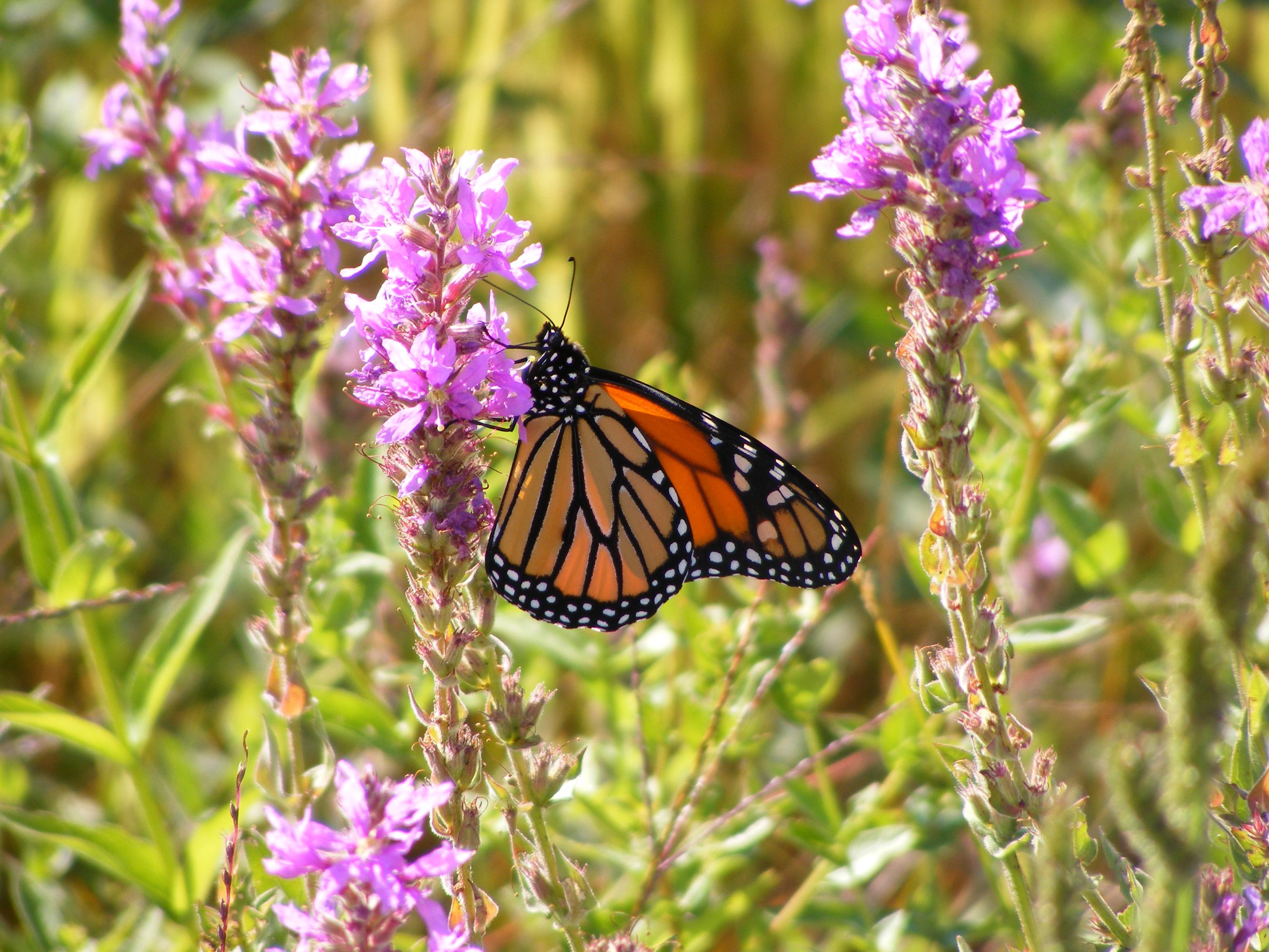 Monarch Butterfly.jpg