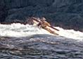 NFLD_ocean_swells_06.jpg