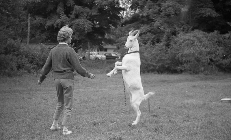 goats_07.jpg