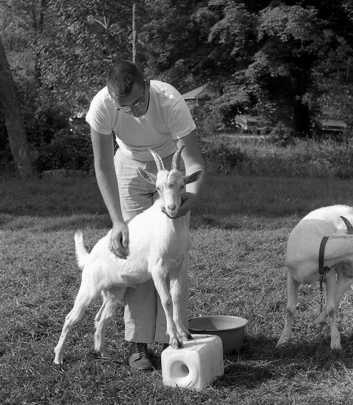 goats_08.jpg