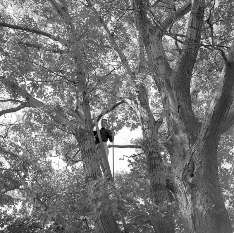 tree_cutting_1.jpg