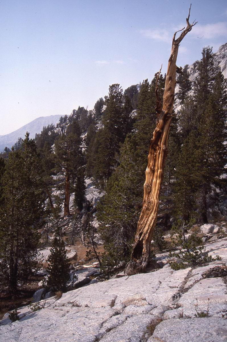 sierra_1987_076.jpg